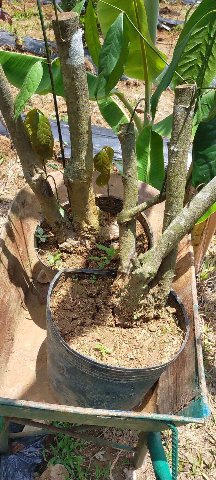 CÂY GIỐNG RAU BÉP RỪNG K'LONG - GỐC TO