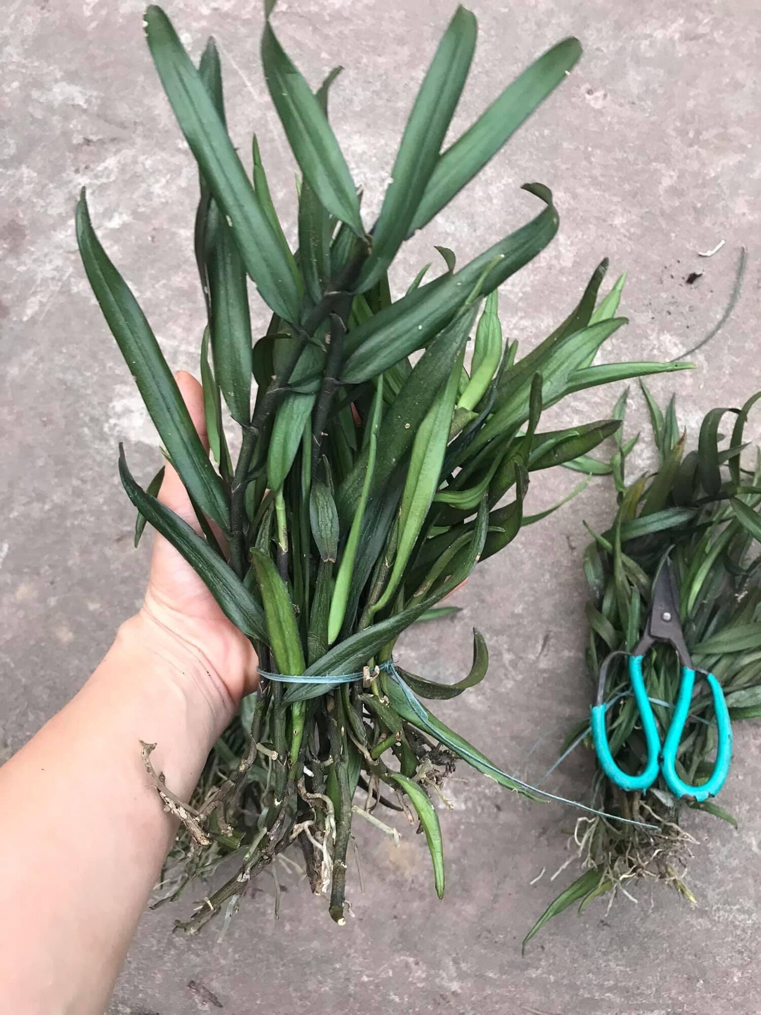 Hoa Lan quý trứng bướm hoa dài(1 bó)
