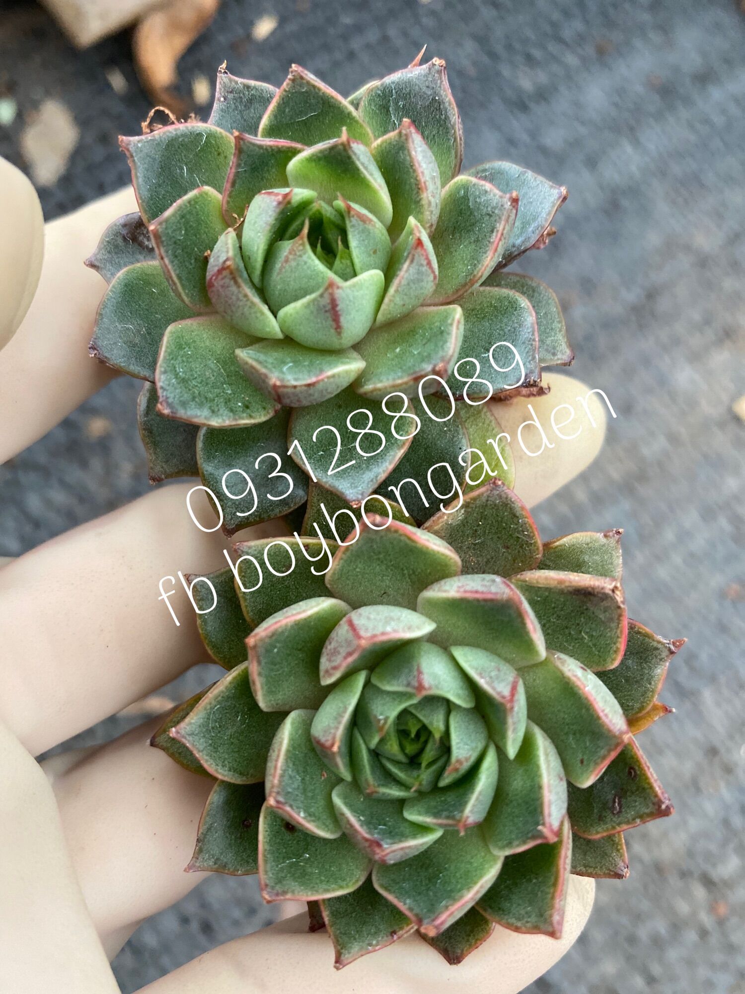 Cây sen đá hoa hồng đỏ mới