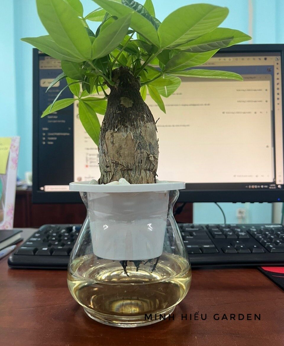 Cây kim ngân thủy sinh, cây phong thủy tài lộc dễ chăm sóc