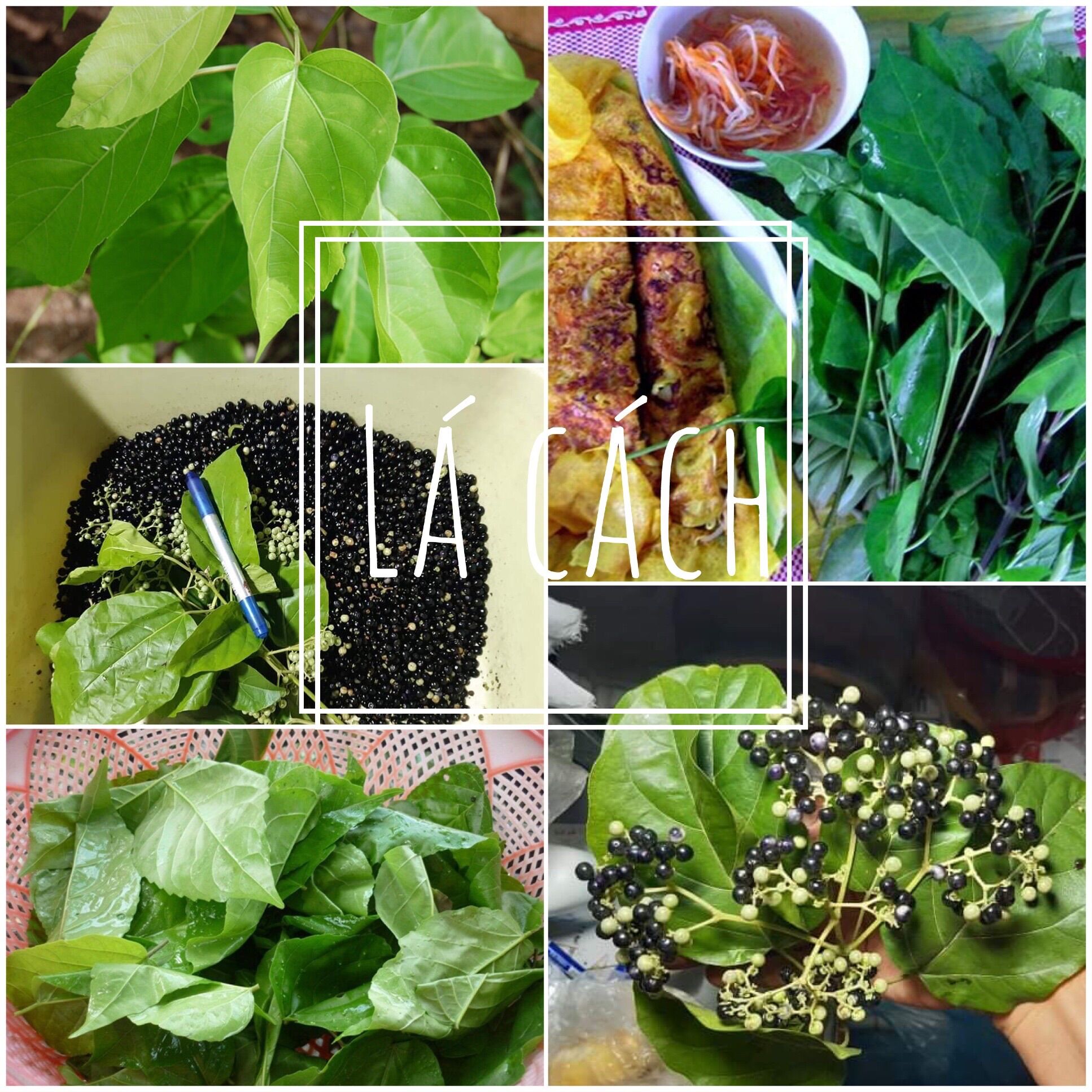50 Hạt giống cây lá cách