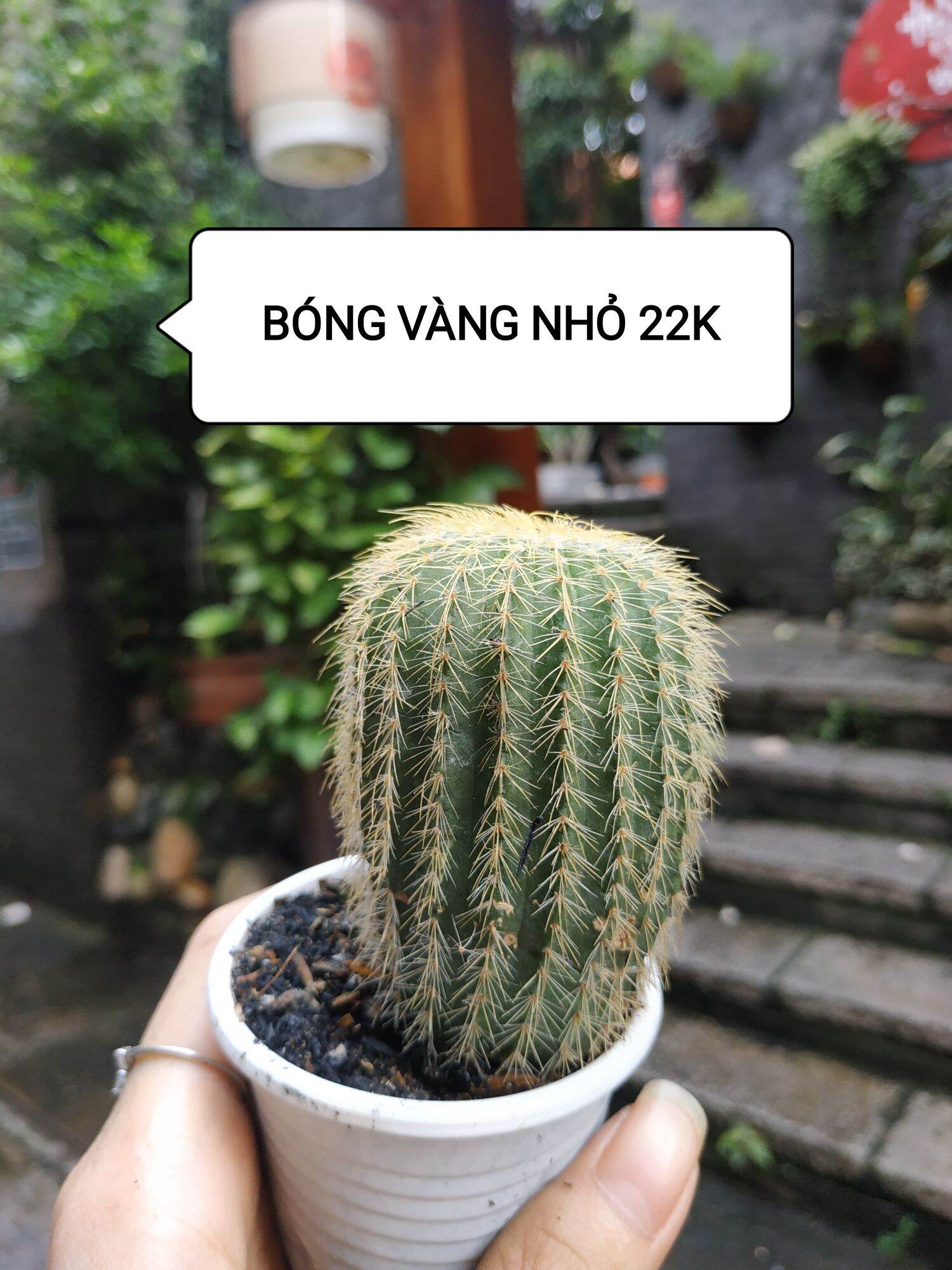 Xương rồng BÓNG VÀNG