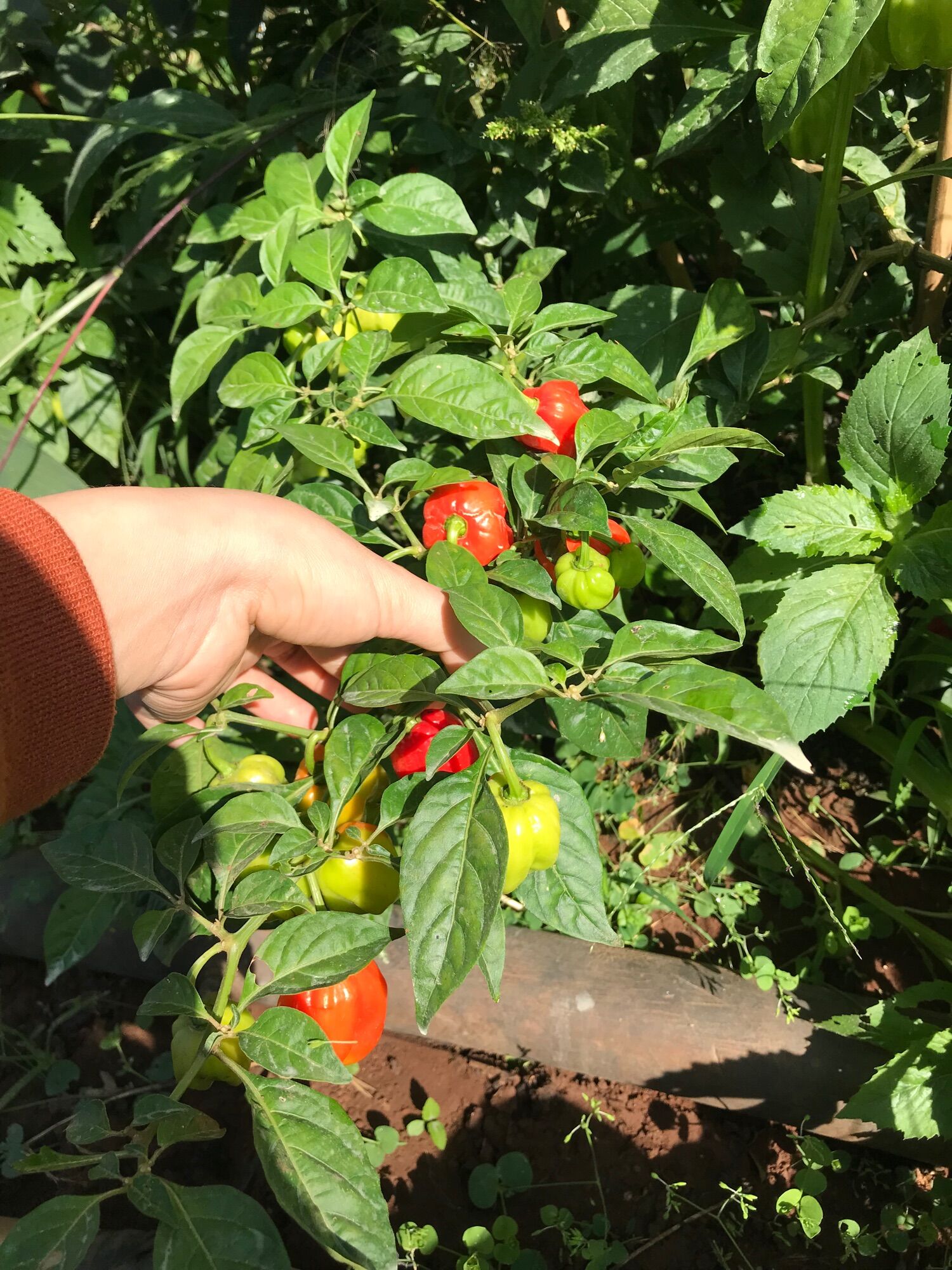 Cây HABANERO màu đỏ hoặc vàng có hoa và quả như hình