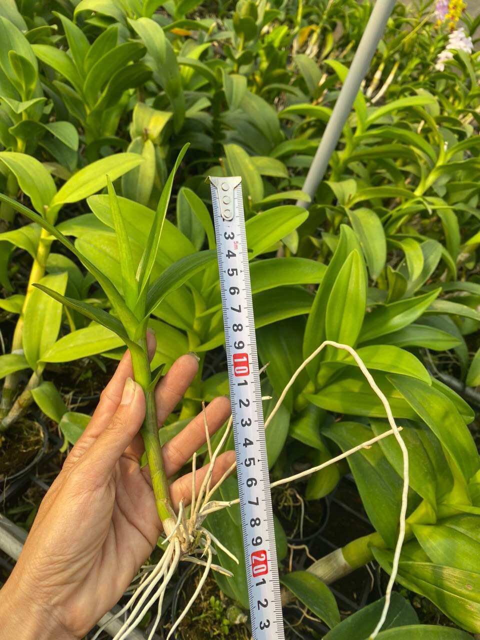 Loại lớn - combo 5 kie lan dendro