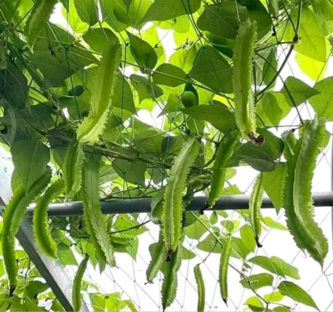 Hạt giống đậu rồng gói 5 gr