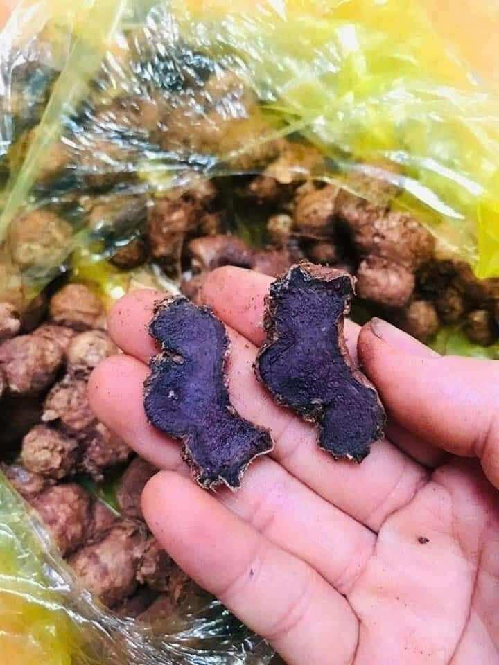 Black Ginger (Black Wormwood, Purple Wormwood) 500g