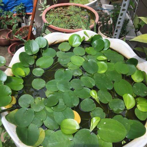 Cây Thủy Quỳnh trồng thủy sinh