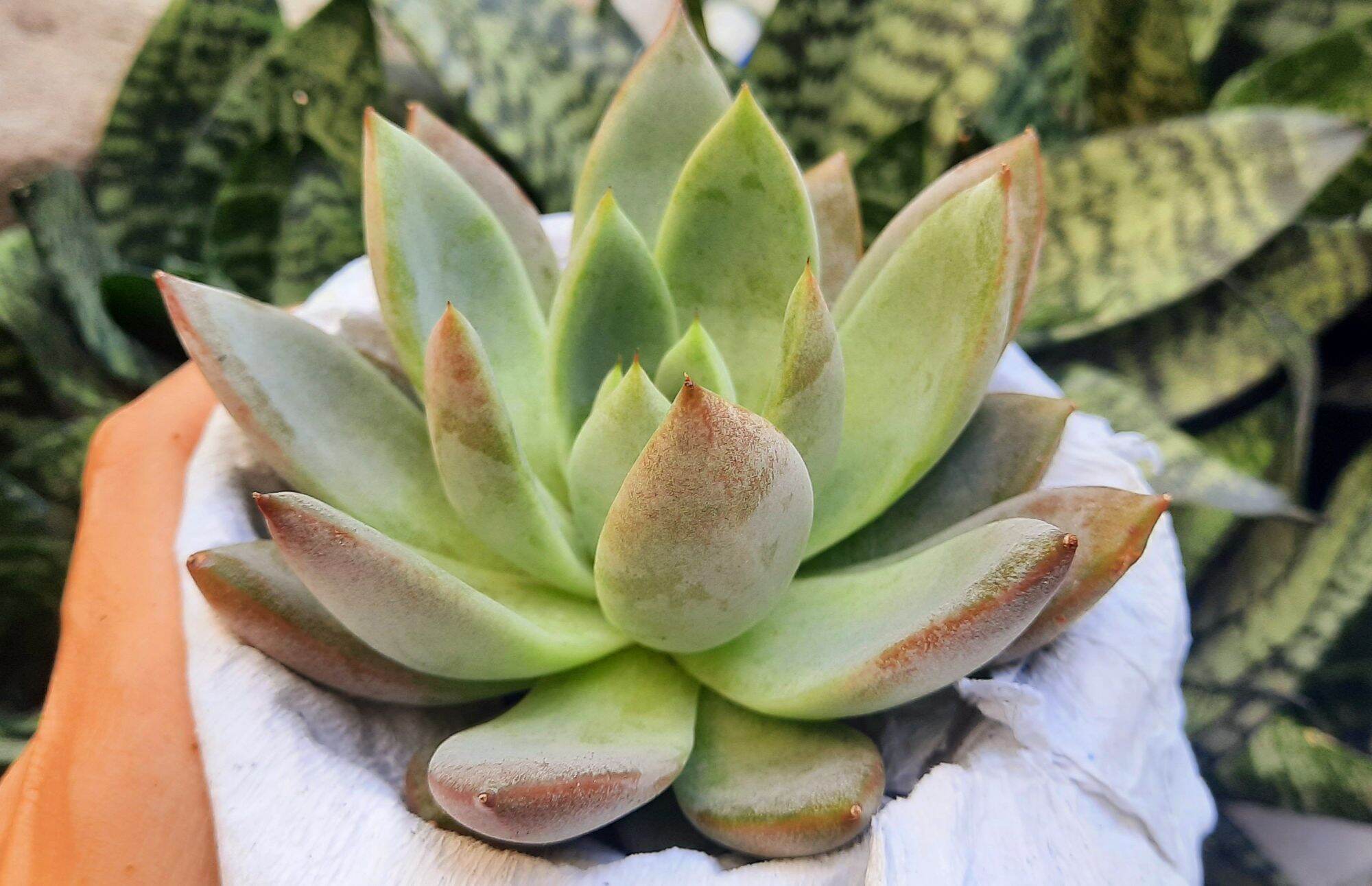 Sen đá MẬN ĐỎ size trung