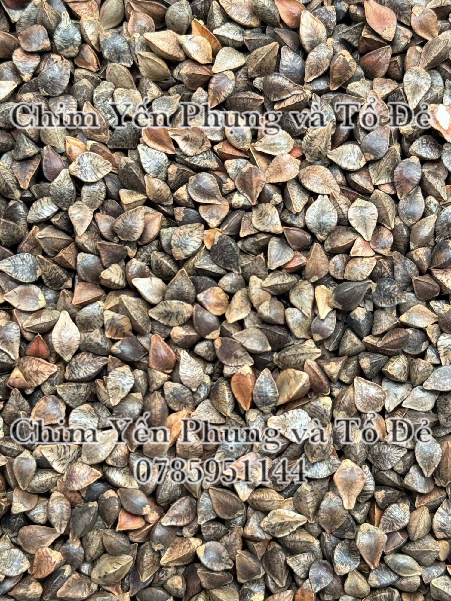 Hạt ba khía/Hạt kiều mạch (Buckwheat)-thức ăn: Hamster, Sóc, Vẹt...