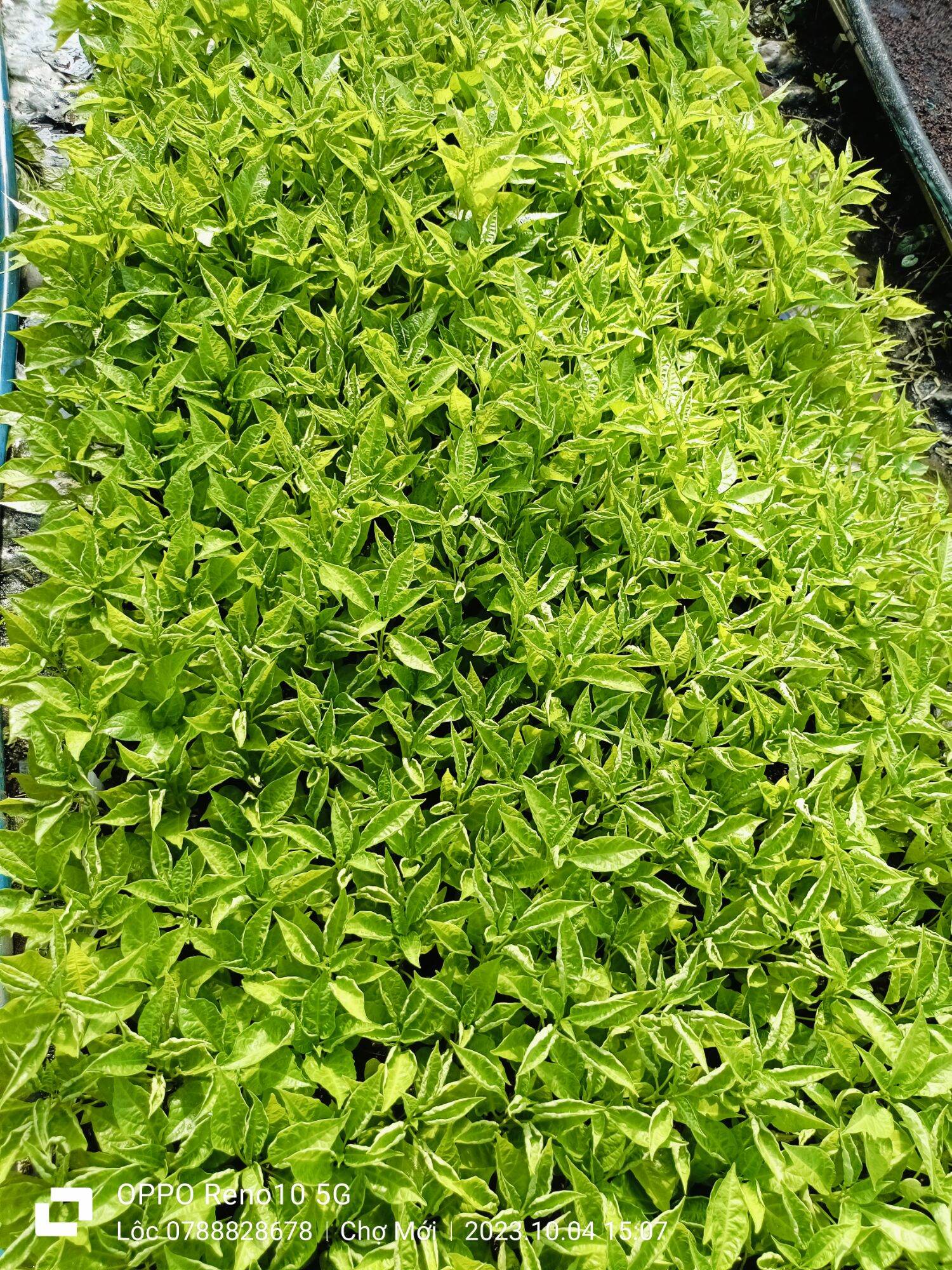 ỚT TRÁI TIM (ỚT GIỌT NƯỚC) CÂY GIỐNG