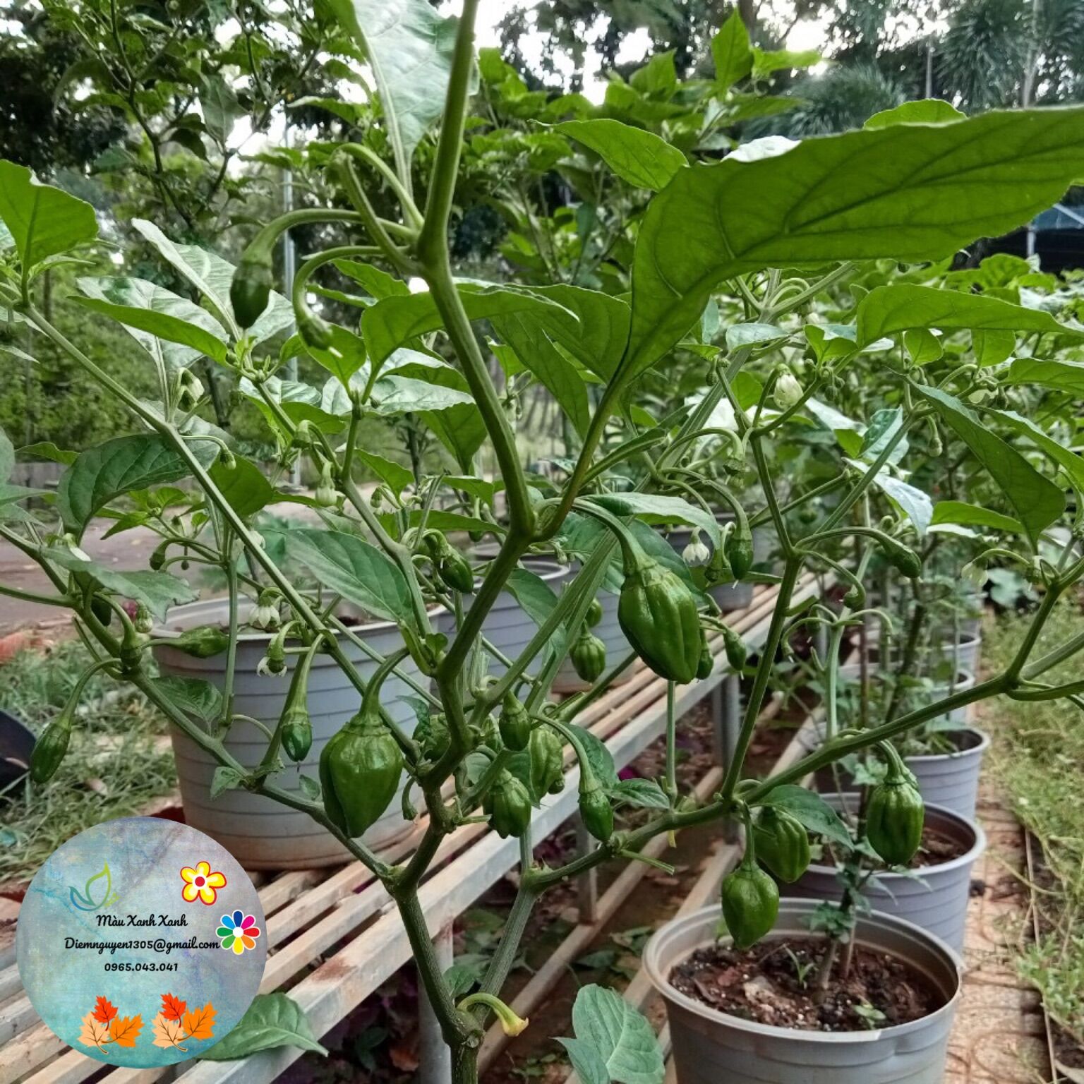 [CG] Cây Ớt habanero (màu vàng đồng) giá 100k/cây.