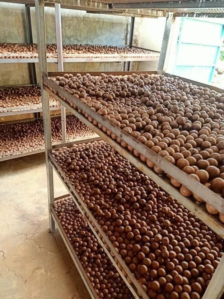 [500g] Hạt Macca sấy tách lức còn vỏ - hạt dinh dưỡng