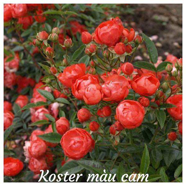 Hoa hồng bụi trứng cam (Hồng trứng margo koster) - say hoa