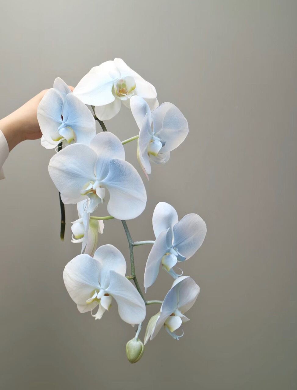 Sơn xịt hoa tươi
