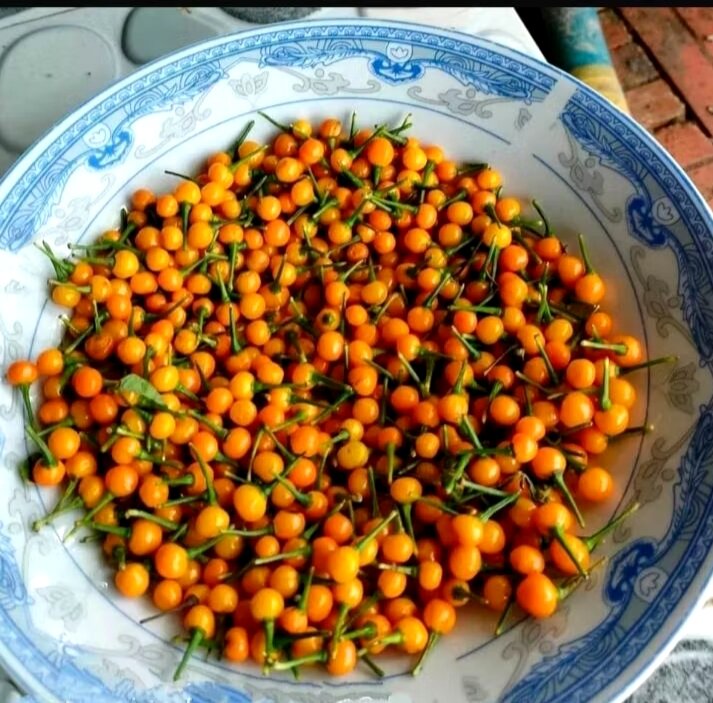 Combo 2 cây ớt Peru ĐỎ- VÀNG đang có hoa có quả ( chuẩn giống)