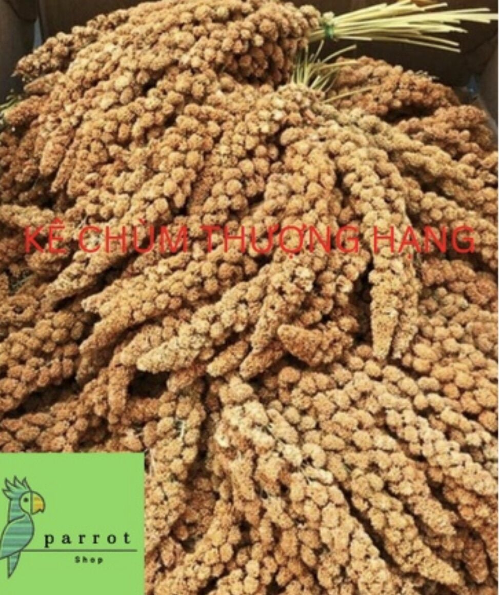 Kê chùm cho chim,vẹt, yến phụng
