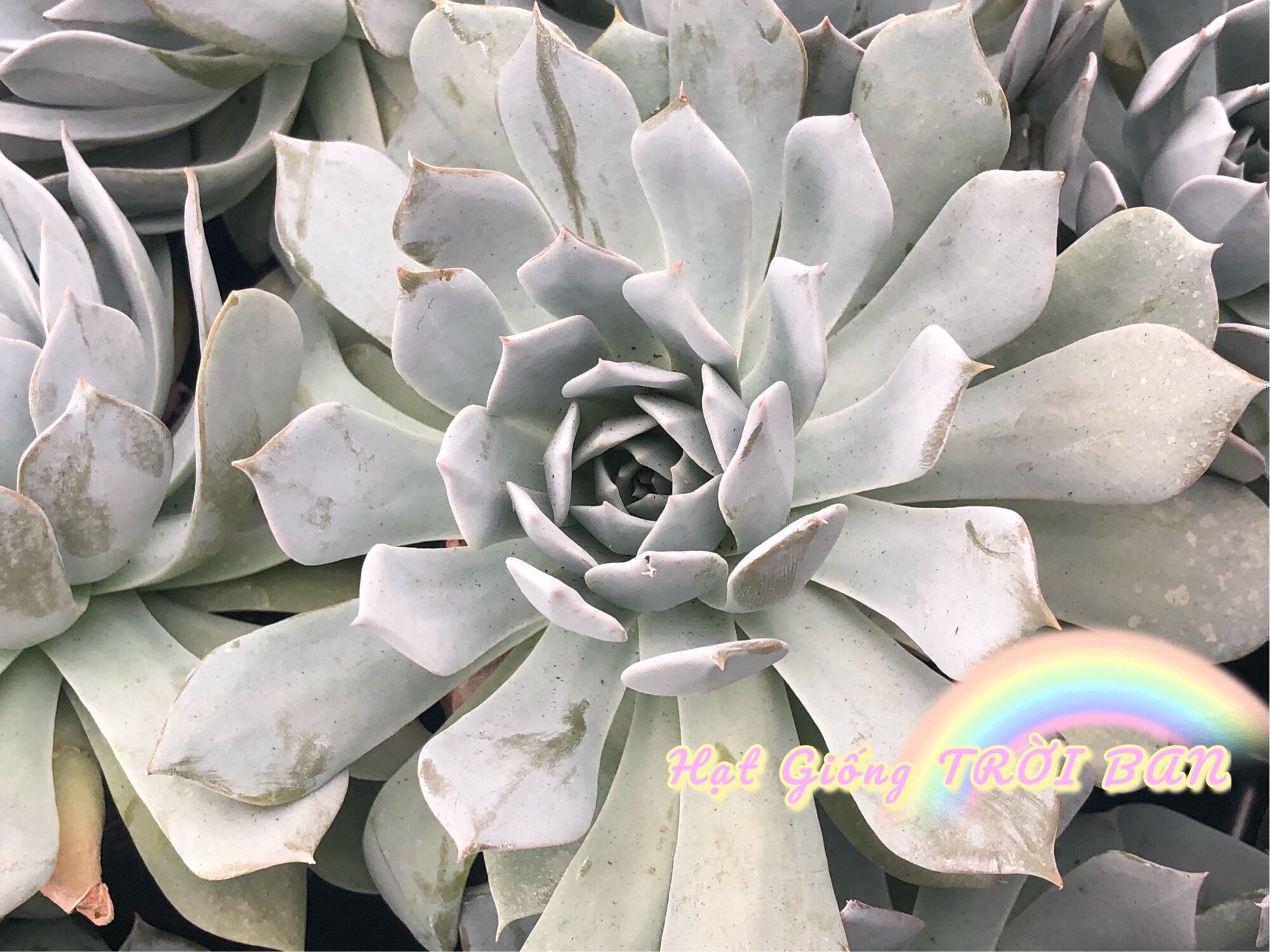 SEN ĐÁ NGỌC TRINH SIÊU ĐẸP 🥰🥰🥰🥰SIZE 7-9CM🥰🥰XUẤT VƯỜN ĐÀ LẠT 😍 ĐÃ THUẦN KHÍ HẬU 🤑 SỐ LƯỢNG CÓ HẠN 🤫🥰