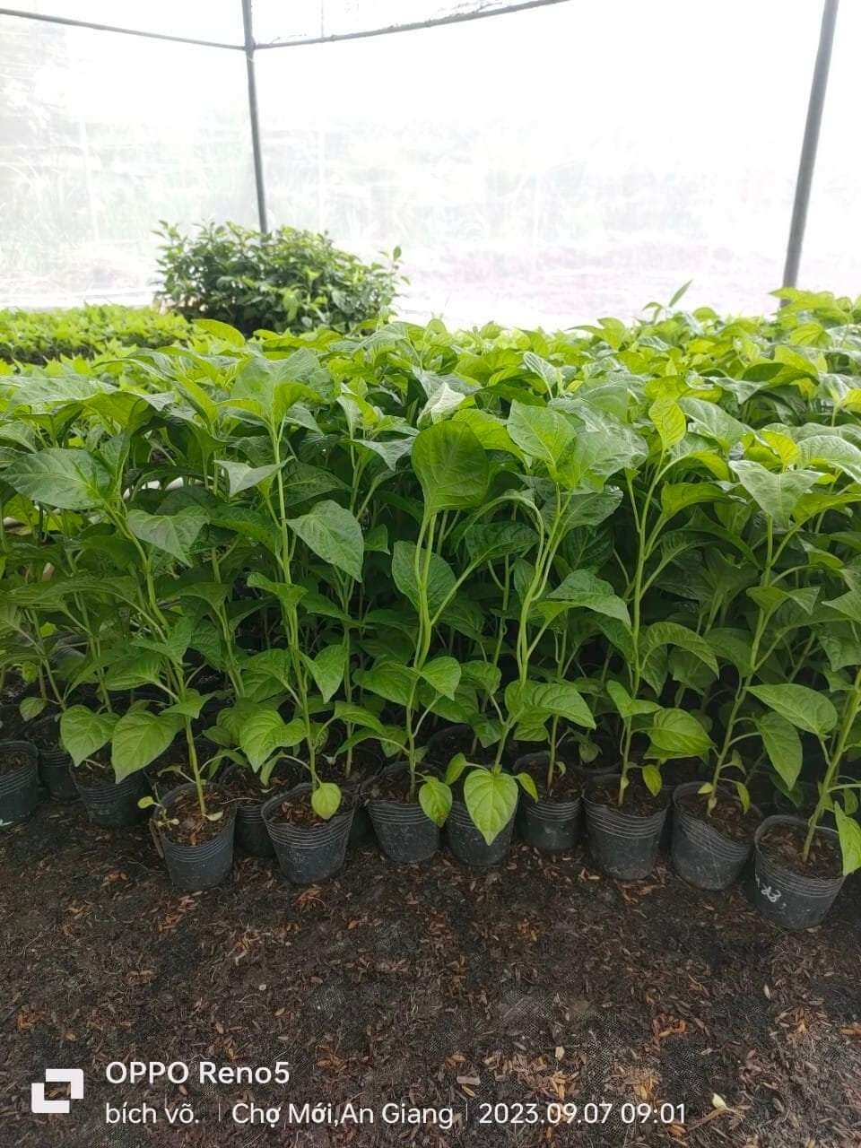 ỚT TRÁI TIM (ỚT GIỌT NƯỚC) CÂY GIỐNG