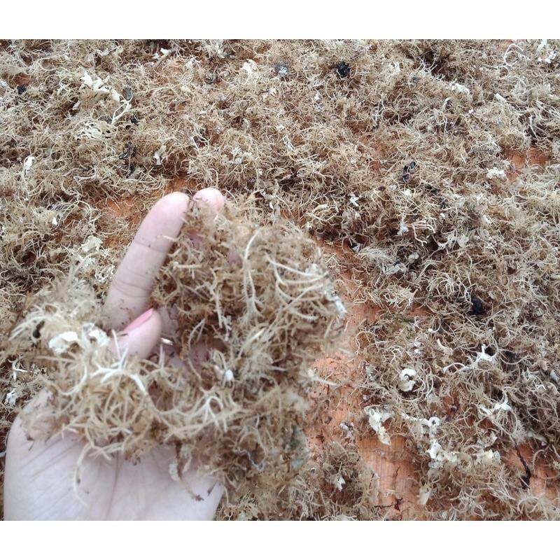 Rong biển nấu xu xoa lý Sơn quảng Ngãi 100g