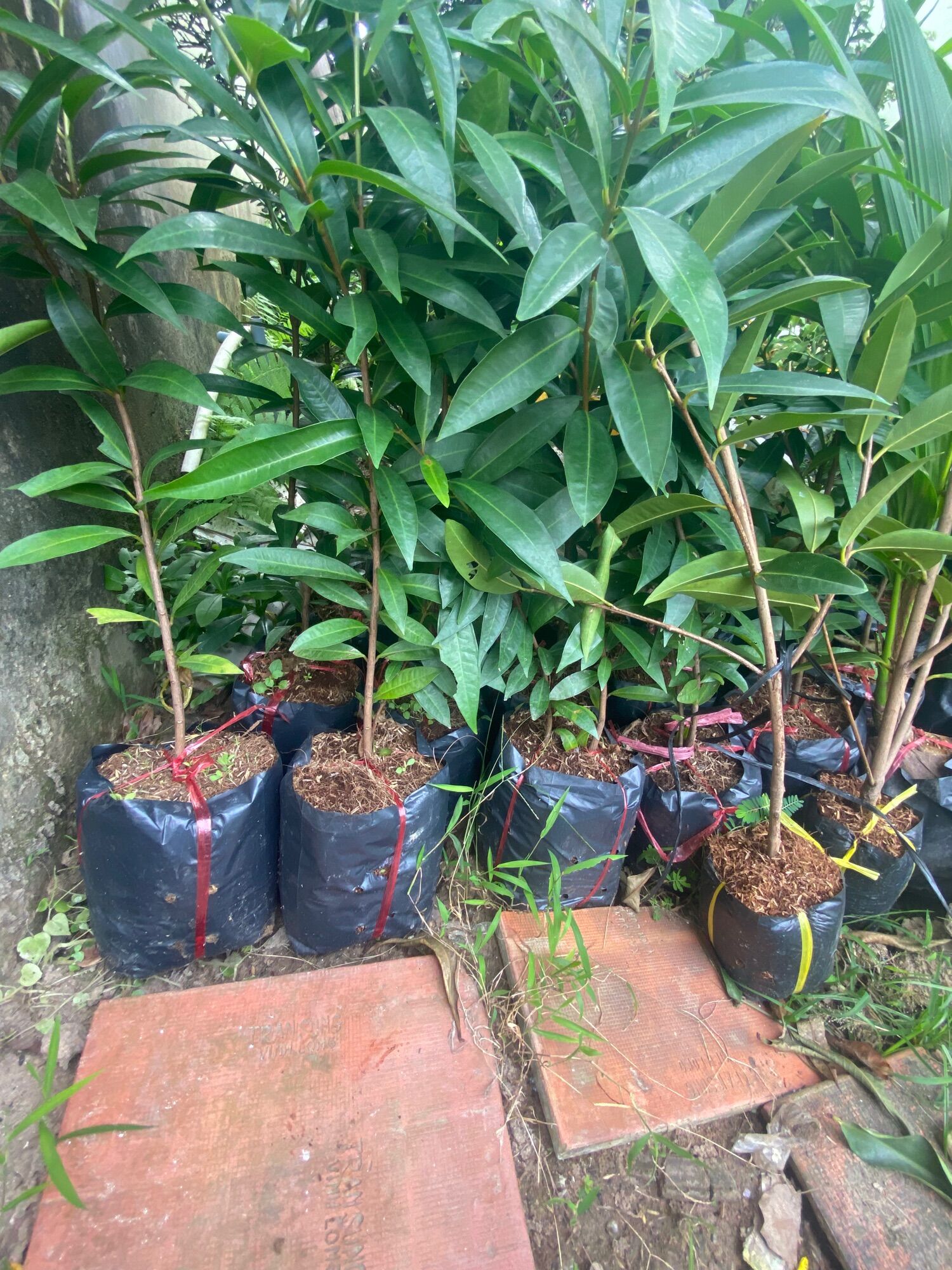 Cây Mận Lý ( cây giống )