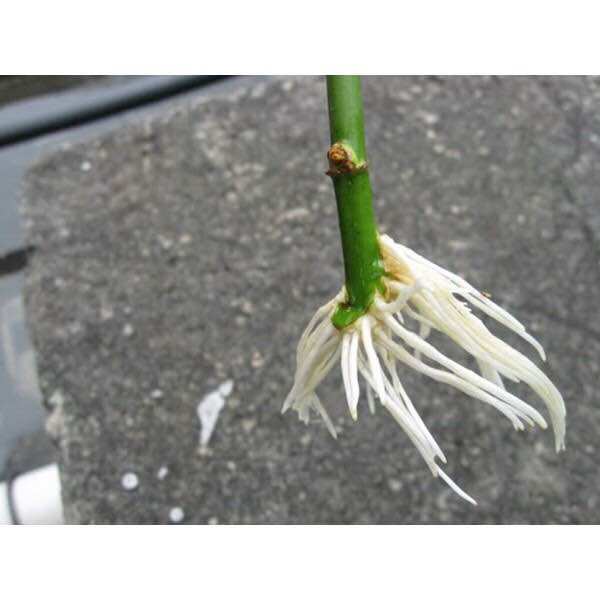Rooting power bột kích rễ cao cấp nhập khẩu mỹ