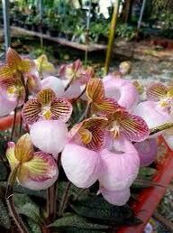 LAN HÀI MỐC HỒNG 1 CHẬU THUẦN
