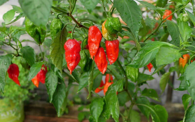 Cây ớt Trung Đoàn cay nhất thế giới có hoa cao 30-40cm