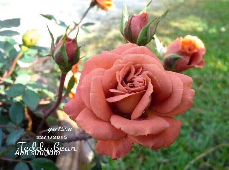 Hoa hồng ngoại Utsusemi rose