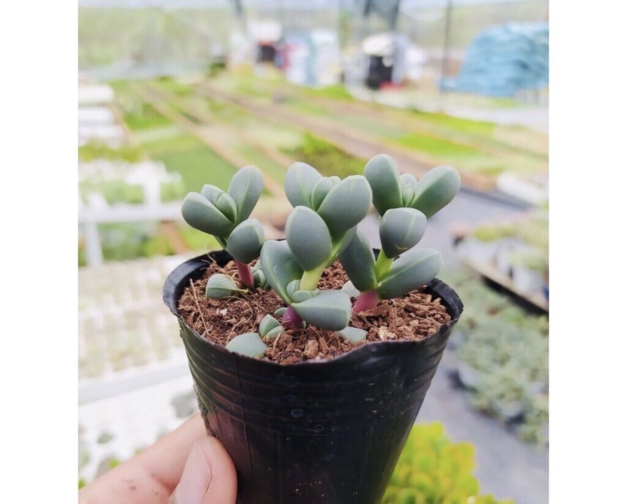 Sen đá trái tim size bầu 3-5 cm xuất vườn đà Lạt