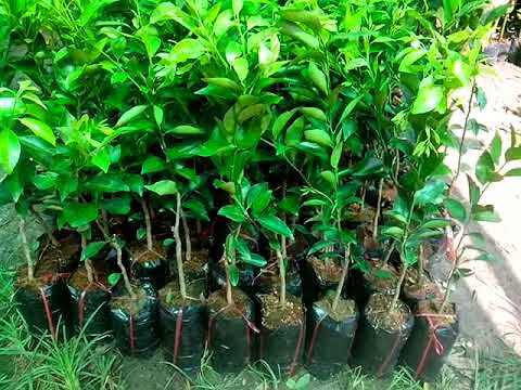 Cây giống quýt đường