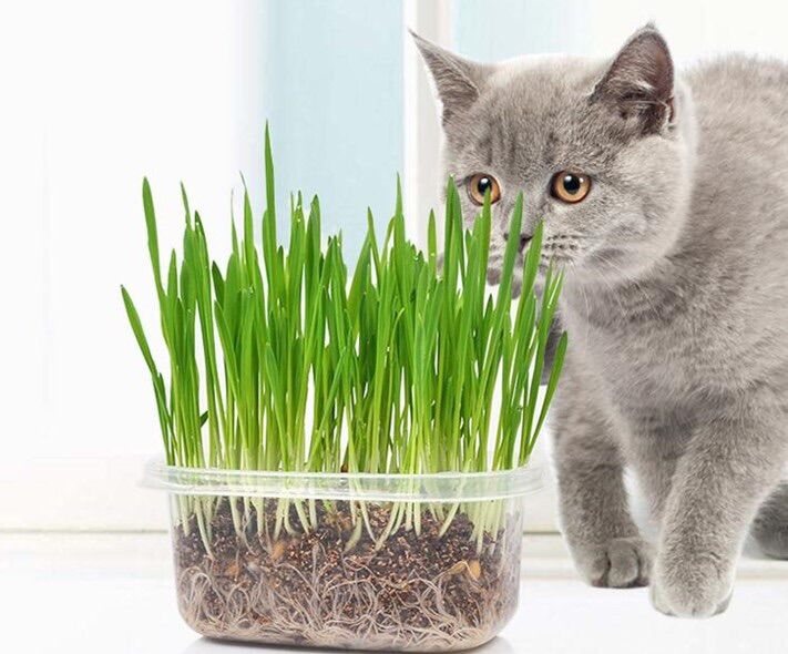HẠT GIỐNG CỎ MÈO WHEAT