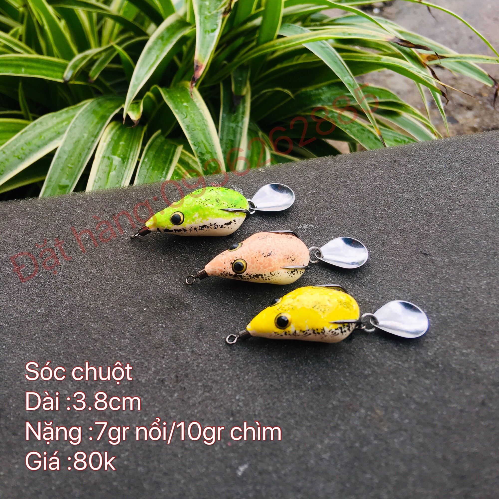 Sóc chuột mồi câu cá lóc