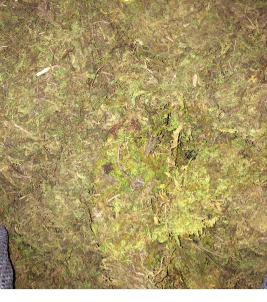 Rêu khô lót nền cho ốc 20k/100g