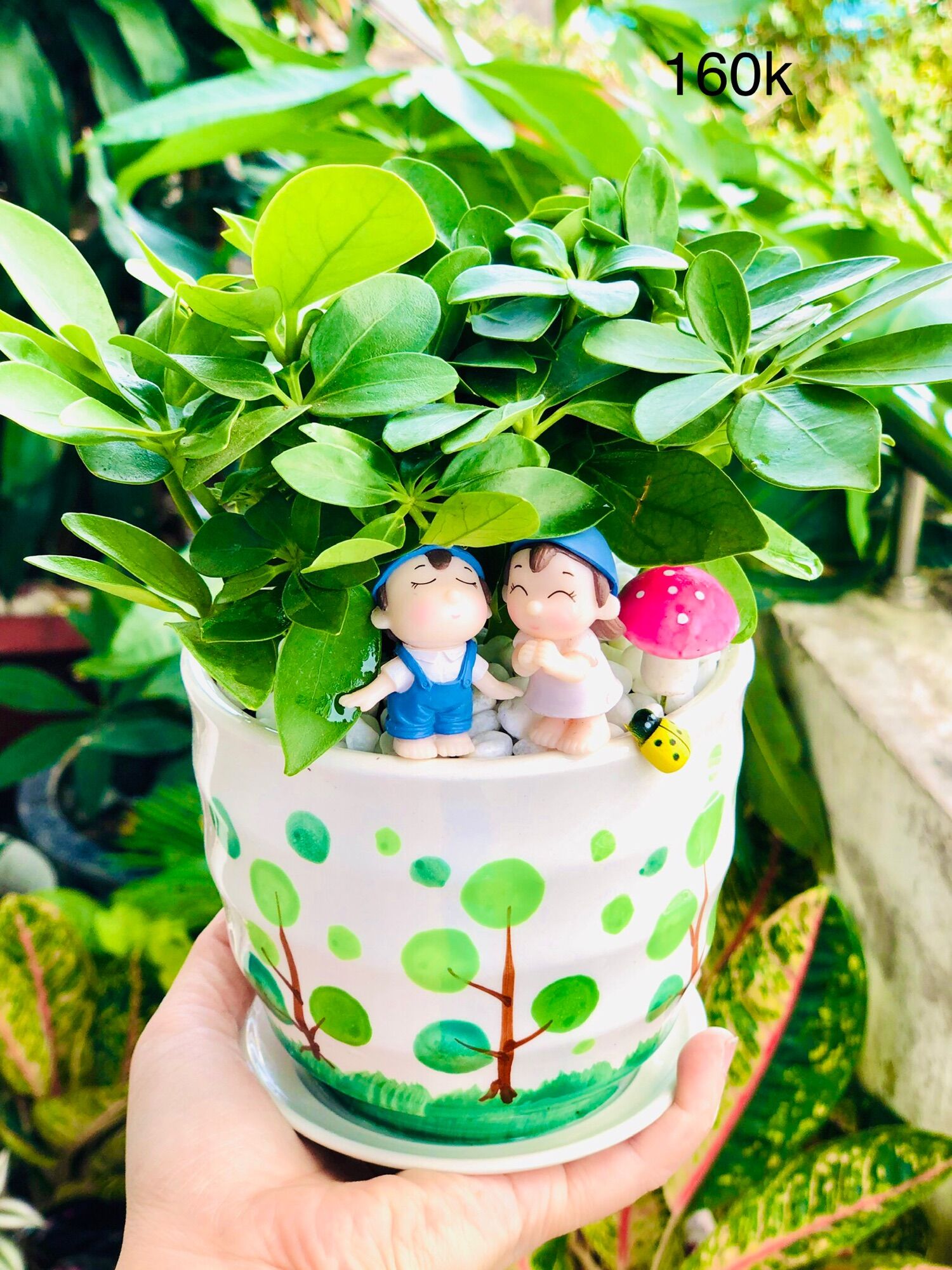 Chậu tiểu cảnh ngũ gia bì xanh