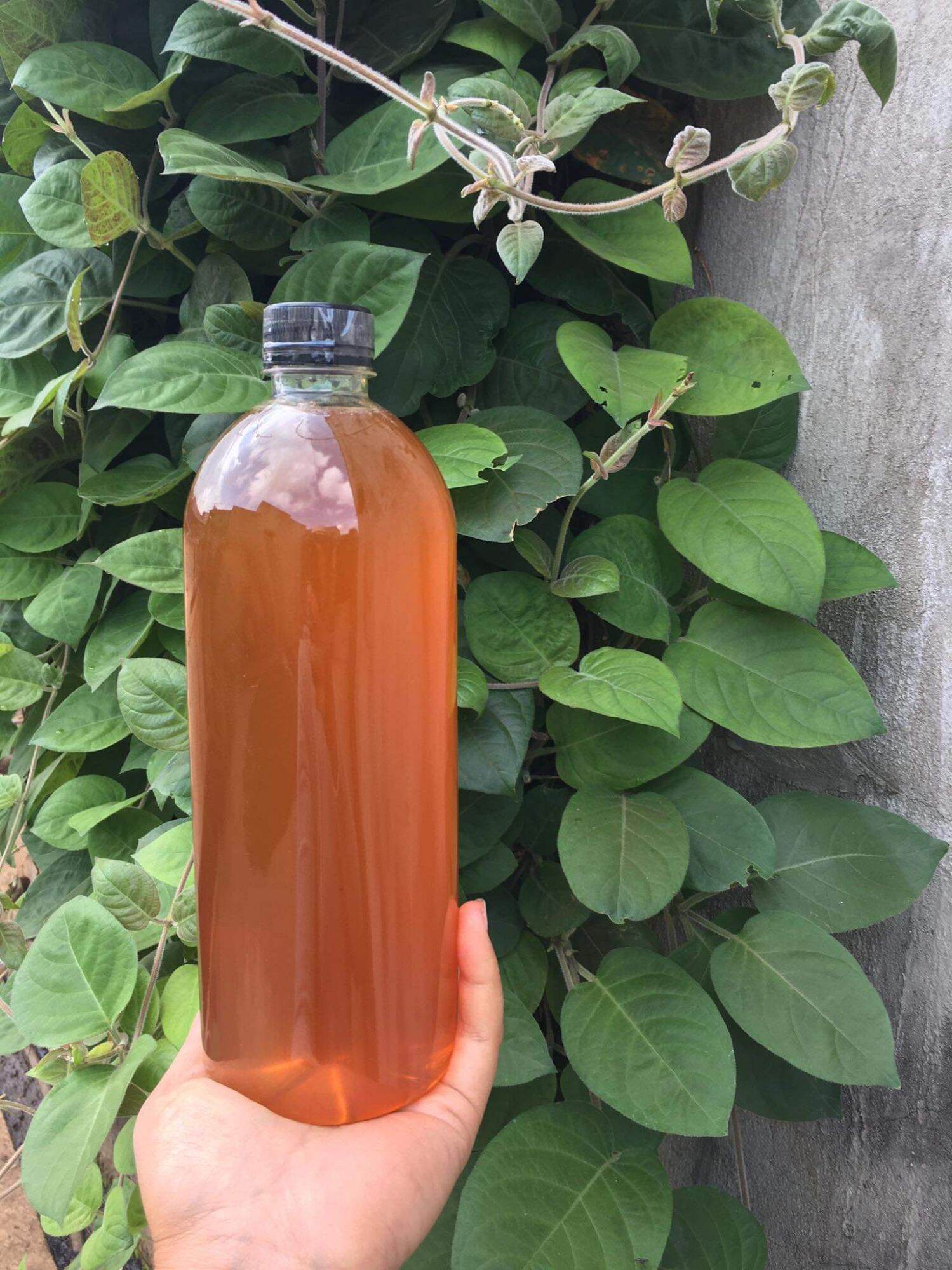 1 lit mật ong hoa cà phê daklak 1.4kg