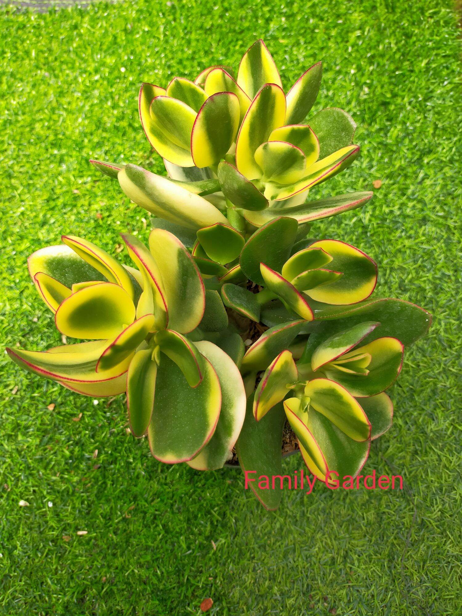 Sen đá thạch bích var Đalat 🌲cây siêu cute 🌵