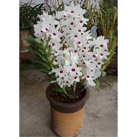 Hoa lan ý ngọc hoa nở tết