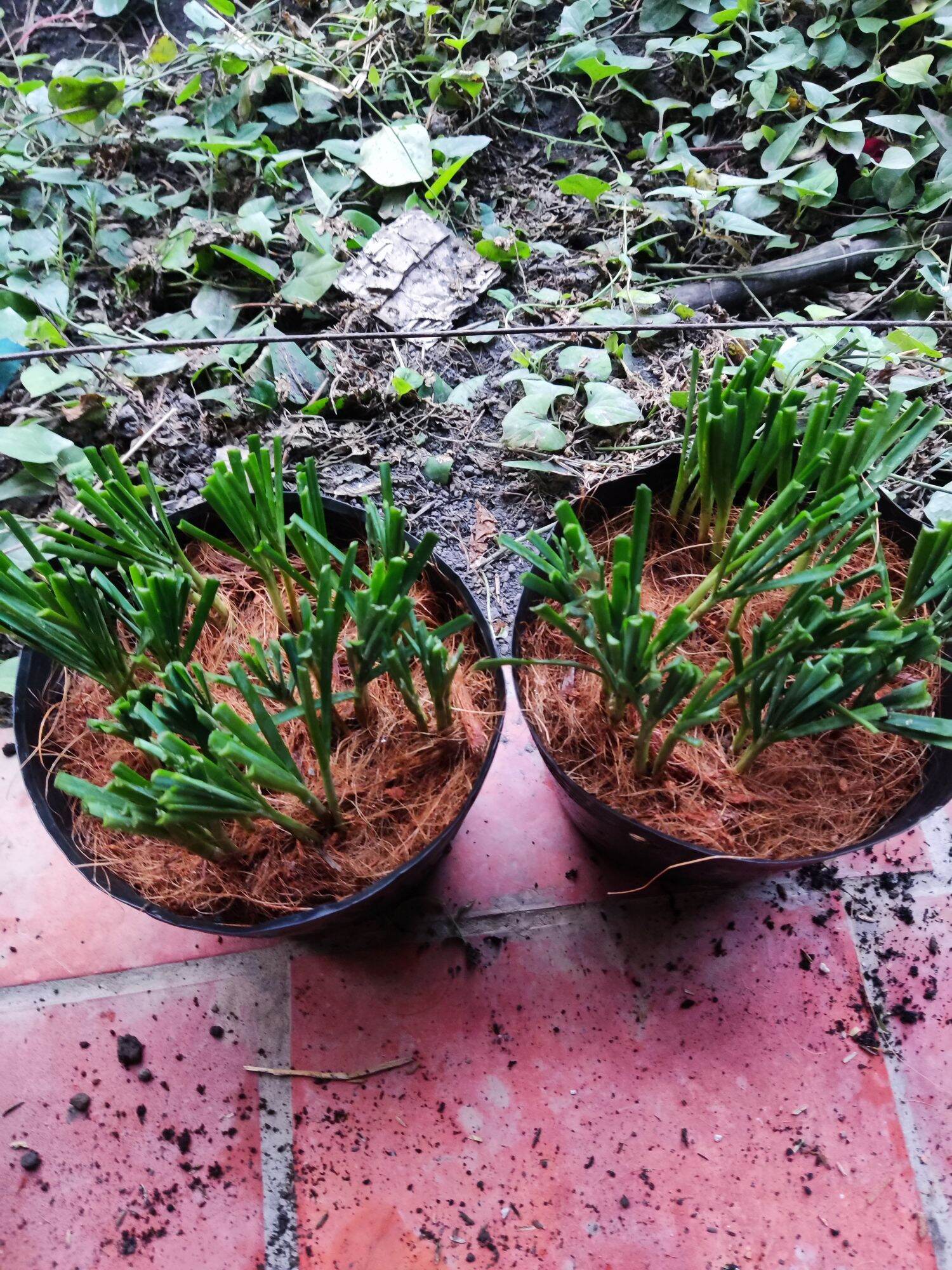 Cây Hẹ Giống "Củ Hẹ " Gốc Hẹ ( 250 củ )
