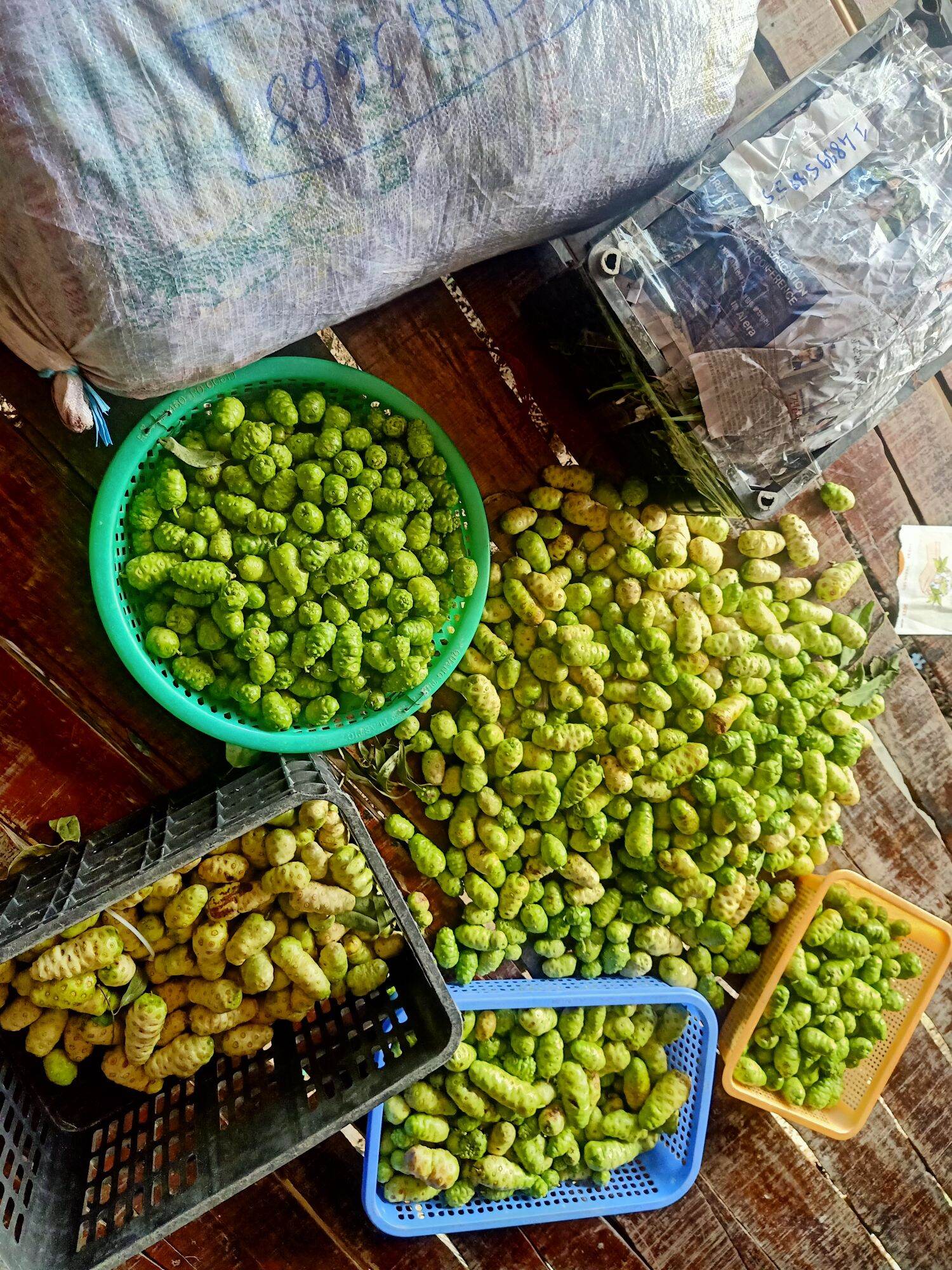 1kg Trái Nhàu Tươi Già - Khách đặt mới đi hái Chỉ ship Miền Đông Miền Nam Khách ở xa mua nhàu ngâm sẵn giúp Shop