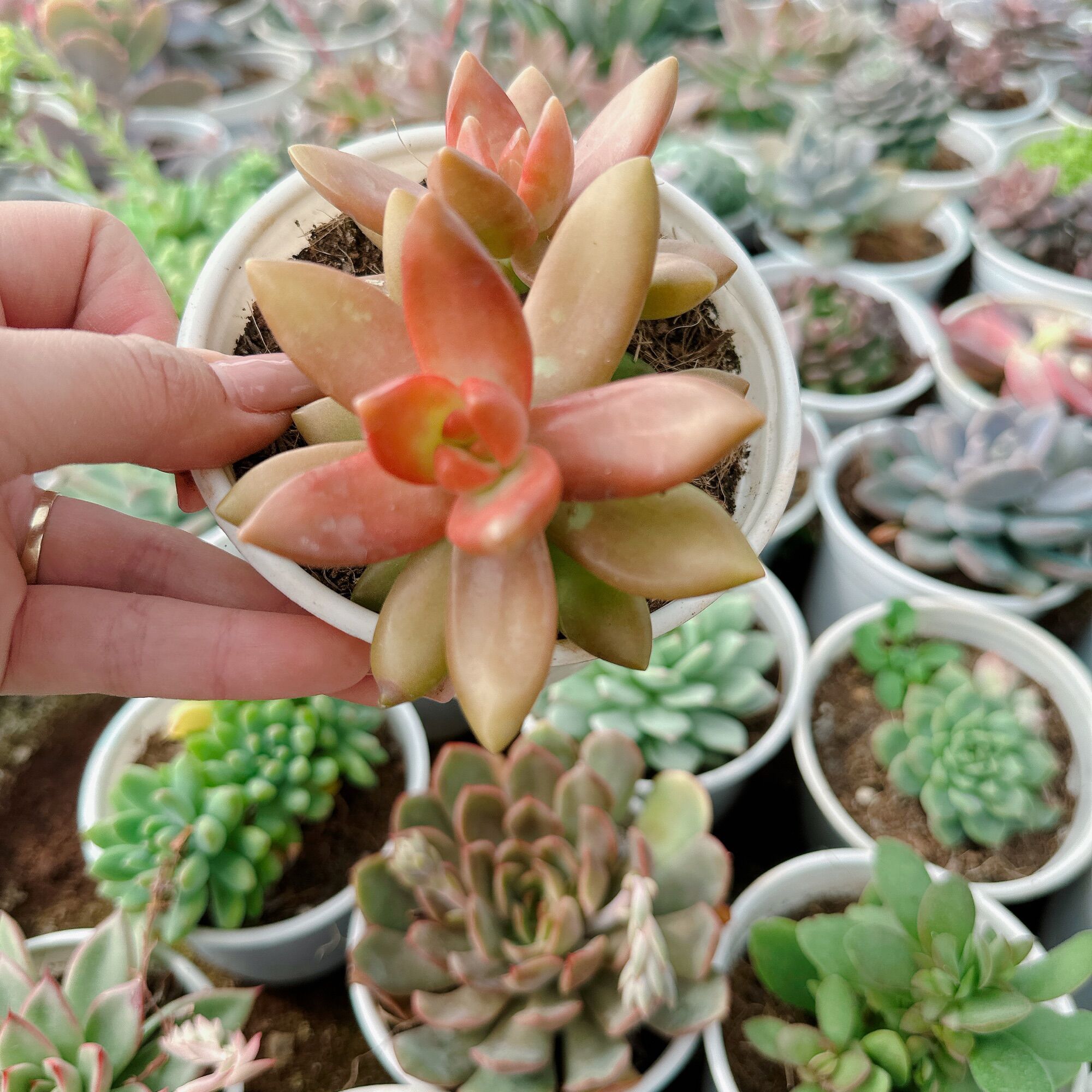 Sen đá đá đỏ size trung 5-7cm xuất vườn đà Lạt