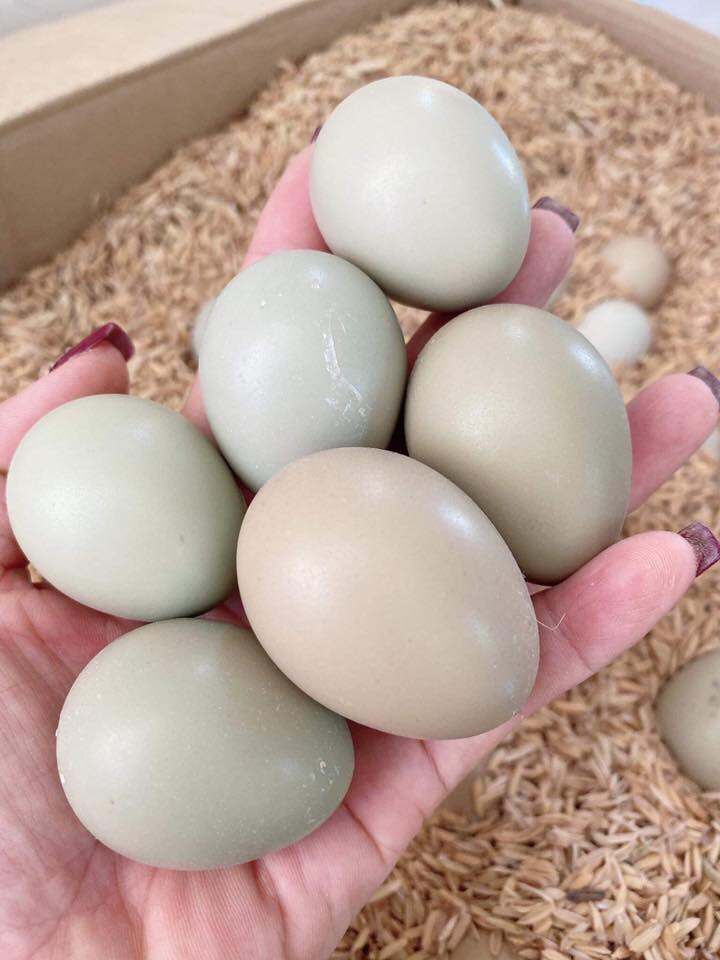 10 Trứng Chim Trĩ lạc