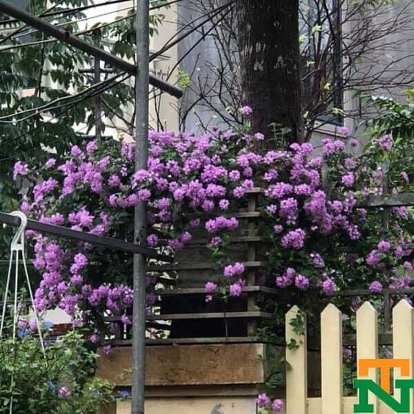 Cây hoa ngũ sắc rủ
