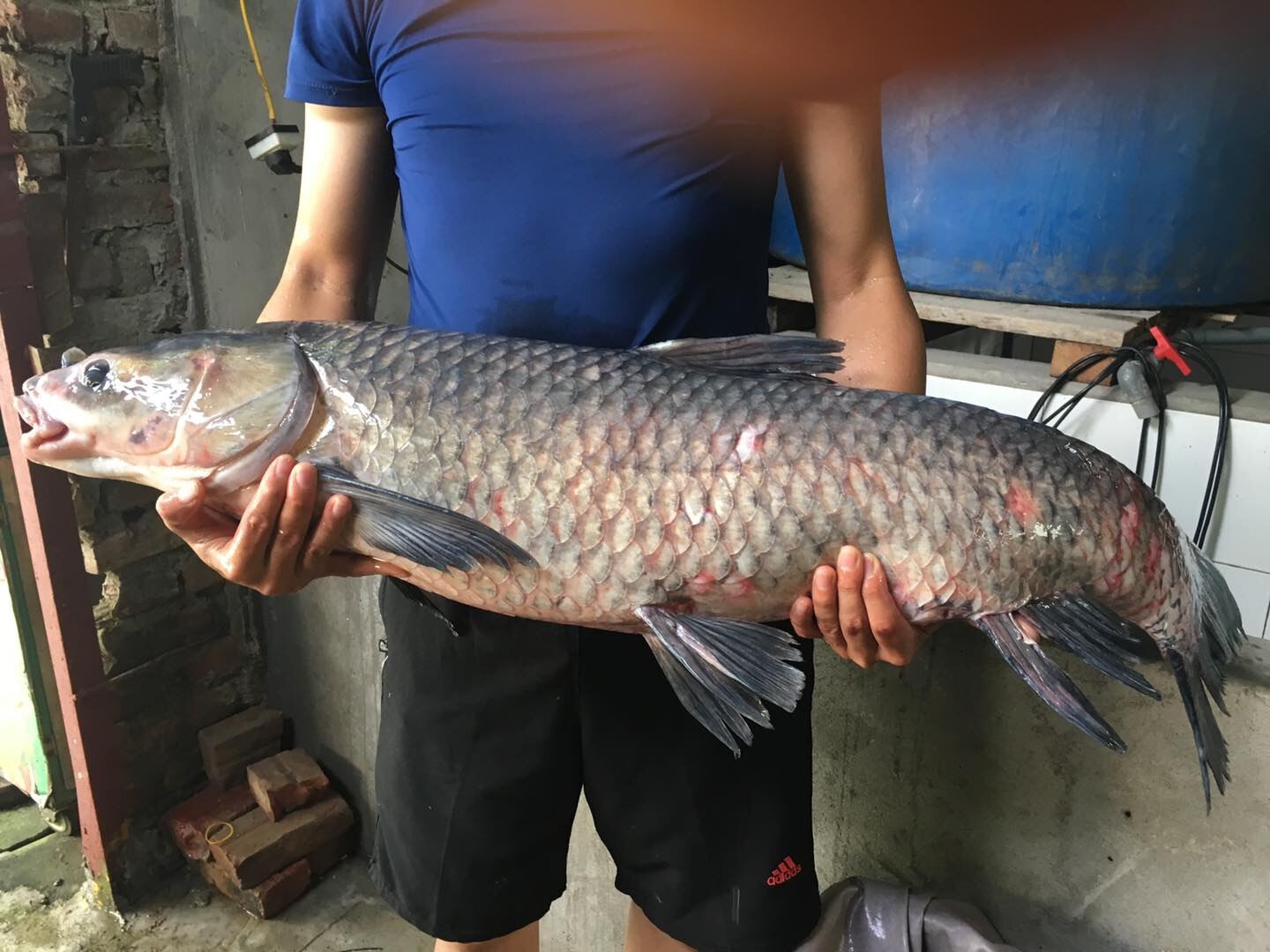 Cá Trắm Đen chuẩn size 5-15kg