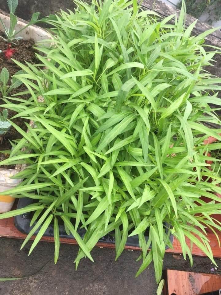 100g Rau muống lá tre