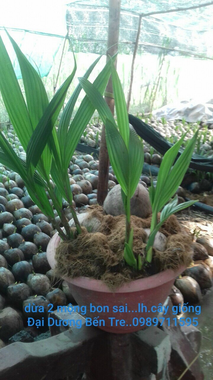 Dừa 2 mọng bon sai