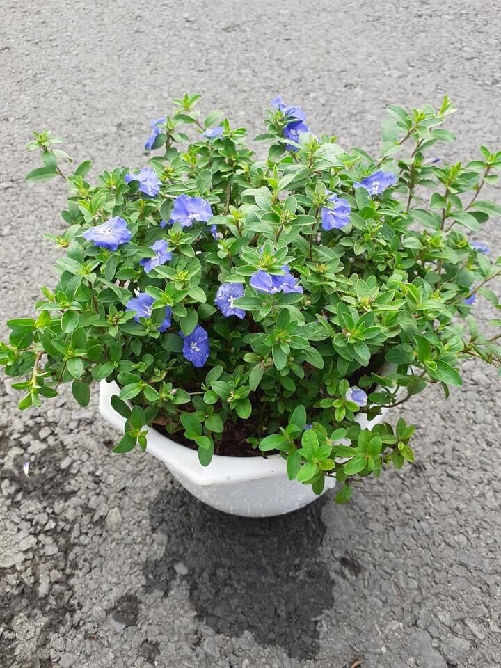 Chậu hoa thanh Tú