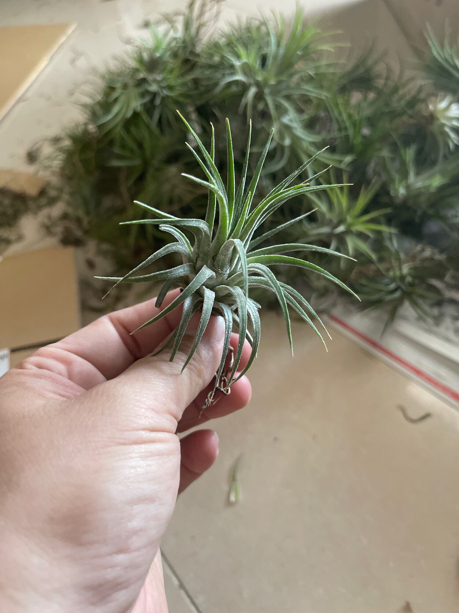 [HCM]Cây không khí ionantha cây lẻ