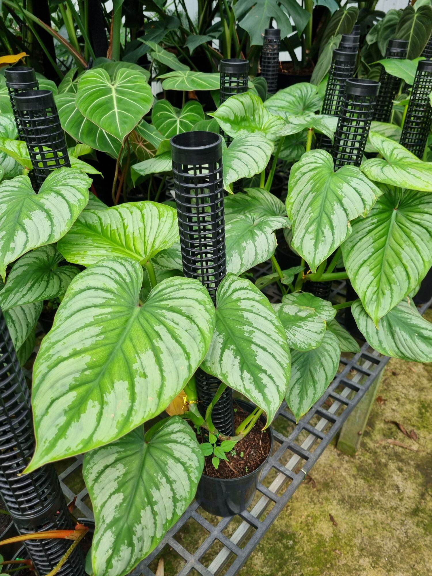 Cây Philodendron Mamei (cây size lớn)