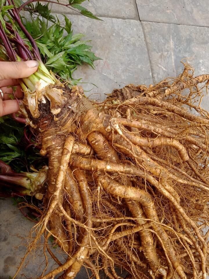 1kg sâm đương quy tươi (từ 500g/1củ trở lên) rất thơm, già củ