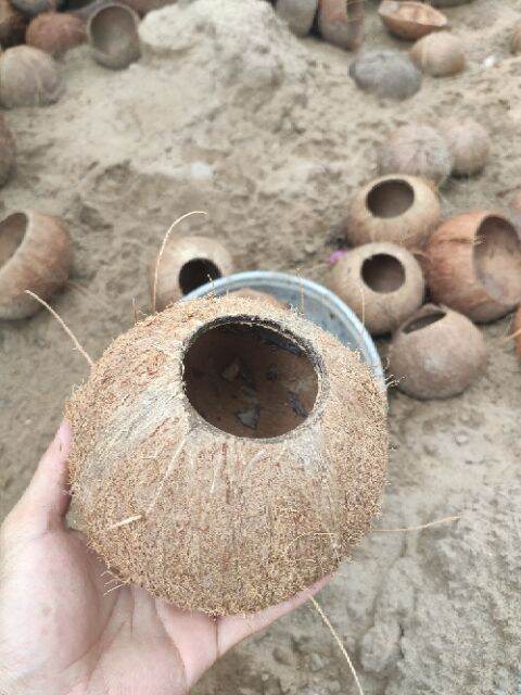 Gáo Dừa Khoan Lỗ và đã đánh bóng